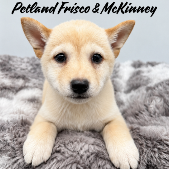 [#N06735] Cream F Shiba Inu Puppies for Sale
