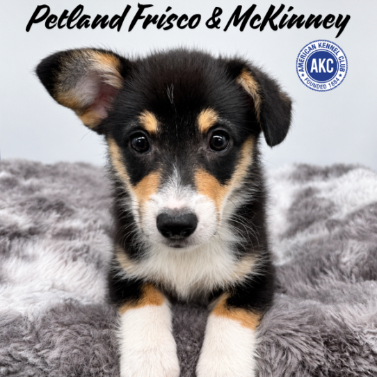 [#N06252] Black and Tan F Pembroke Welsh Corgi Puppies for Sale