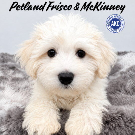 [#N06256] White M Coton De Tulear Puppies for Sale