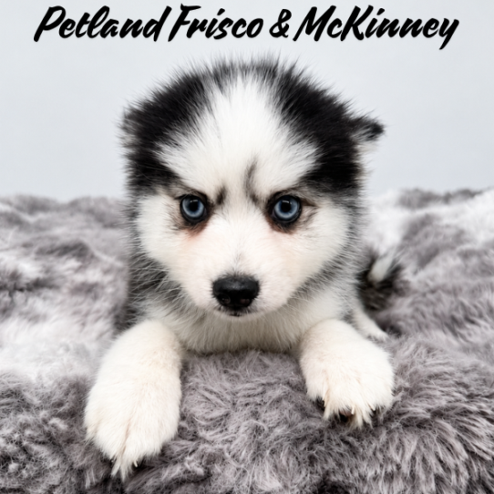 [#26182-01] Black / White M Pomsky Puppies for Sale