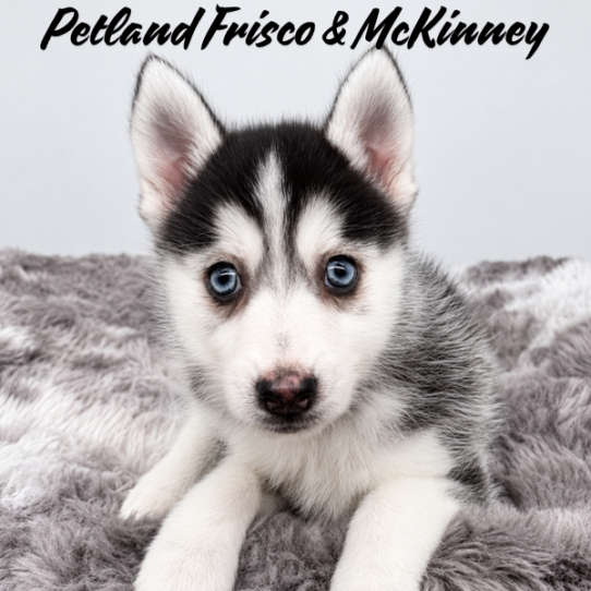 [#26182-03] Black / White F Pomsky Puppies for Sale