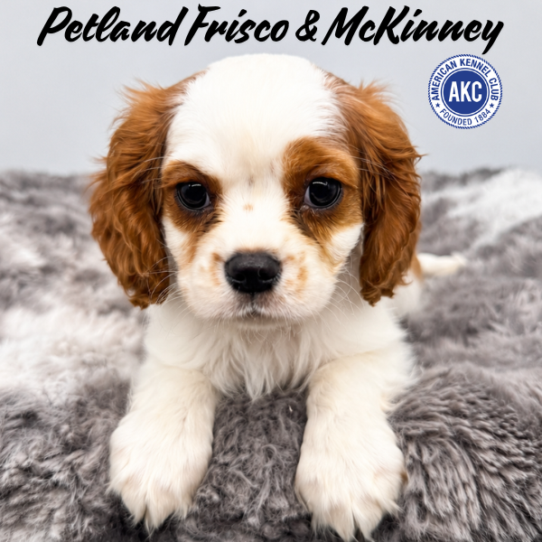 [#N06097] Blenheim F Cavalier King Charles Spaniel Puppies for Sale