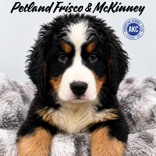 [#N05700] Black Rust and White M Bernese Mountain Dog Puppies for Sale