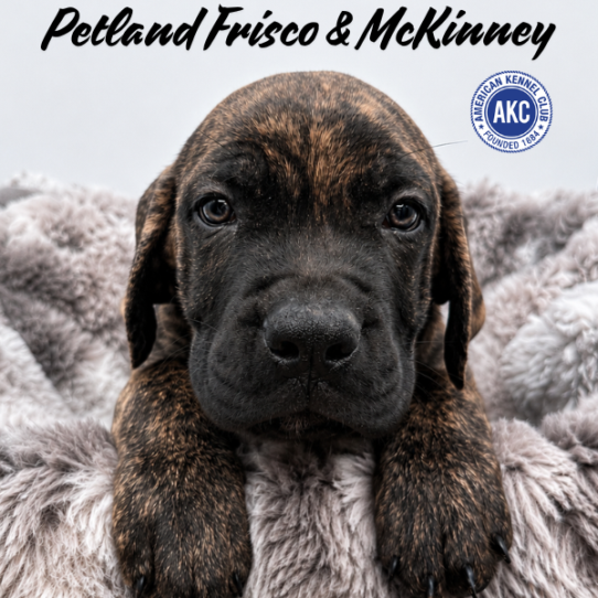 [#N07751] Brindle M English Mastiff Puppies for Sale