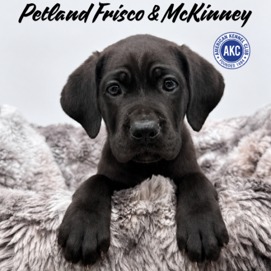 [#N06554] Black M Cane Corso Puppies for Sale