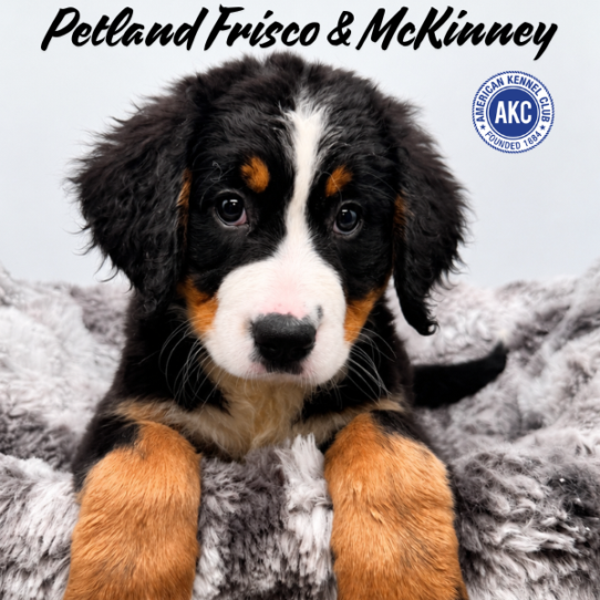[#N06173] Black Rust and White F Bernese Mountain Dog Puppies for Sale