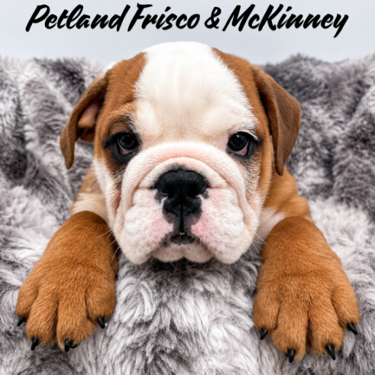 [#26312-03] M Bulldog Puppies for Sale