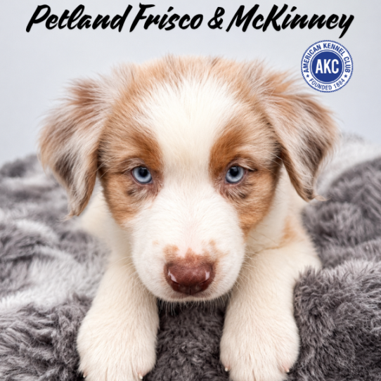 [#N06297] Red Merle F Australian Shepherd Puppies for Sale