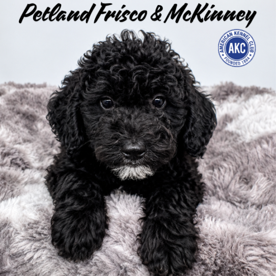 [#N07459] Black F Poodle Puppies for Sale