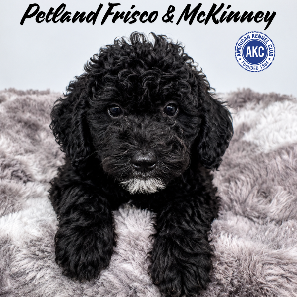 Miniature Poodle in Plano, TX