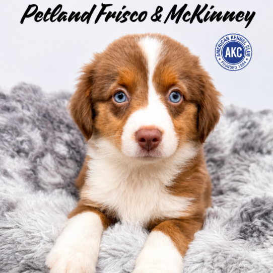 [#26217-03] Chocolate / Tan M Miniature Australian Shepherd Puppies for Sale