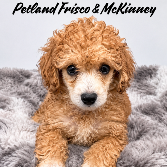 [#N06191] Café F Poodle Puppies for Sale