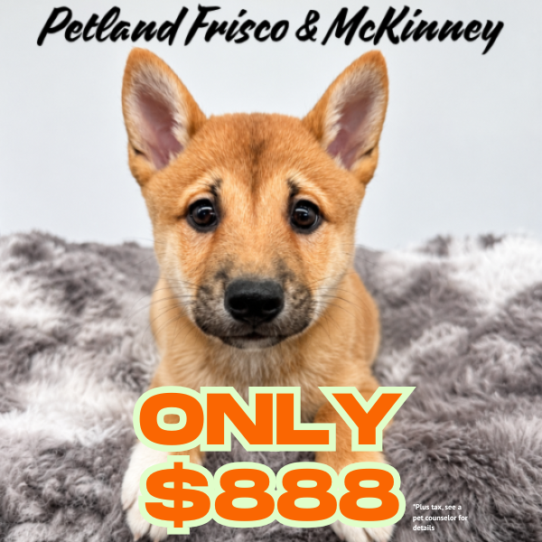[#N06672] Red M Shiba Inu Puppies for Sale