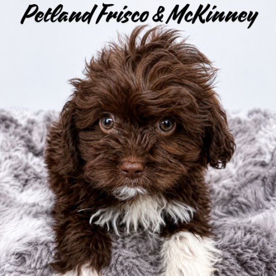 [#N07250] Brown F Shih -Poo Puppies for Sale