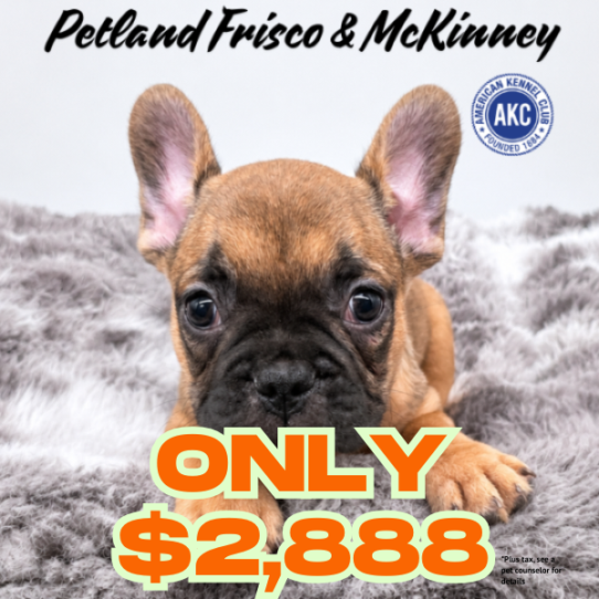[#N06282] Red M French Bulldog Puppies for Sale