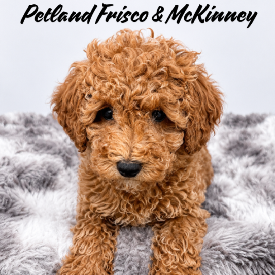 [#N06156] Red M Yorkiepoo Puppies for Sale