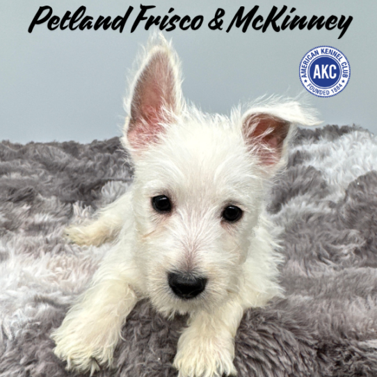 [#N06931] White M West Highland White Terrier Puppies for Sale