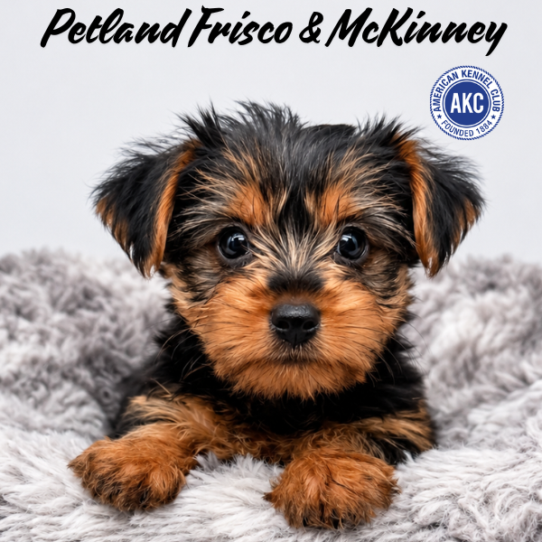 [#N07236] Black and Tan F Yorkshire Terrier Puppies for Sale