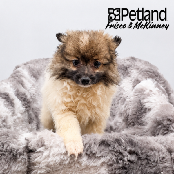 Pomeranian in Dallas, TX