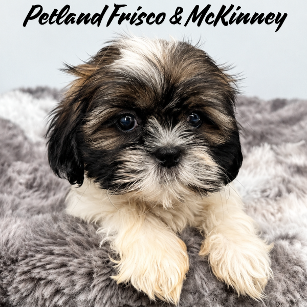 Shih Tzu in Princeton, TX