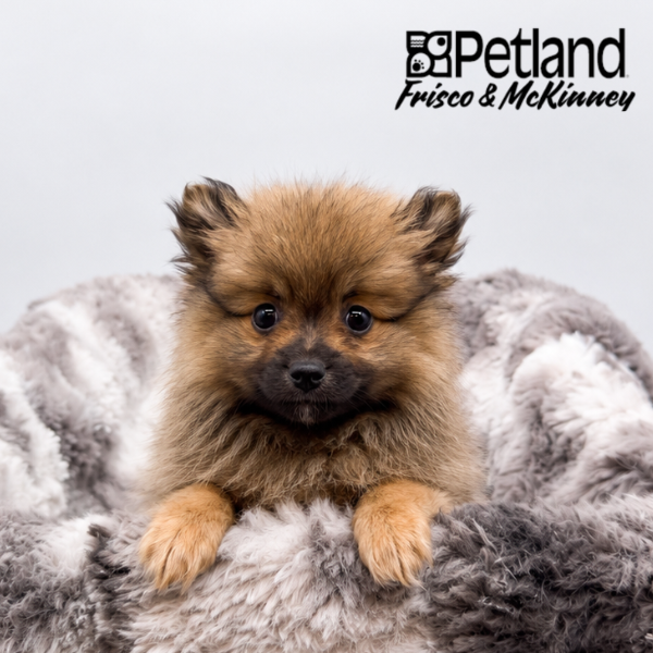 Pomeranian in Dallas, TX