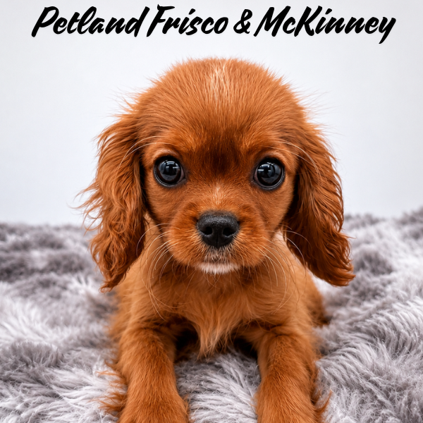 Cavalier King Charles Spaniel in Plano, TX