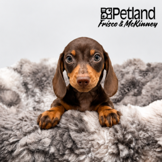 [#N06061] Chocolate and Tan M Dachshund Puppies for Sale
