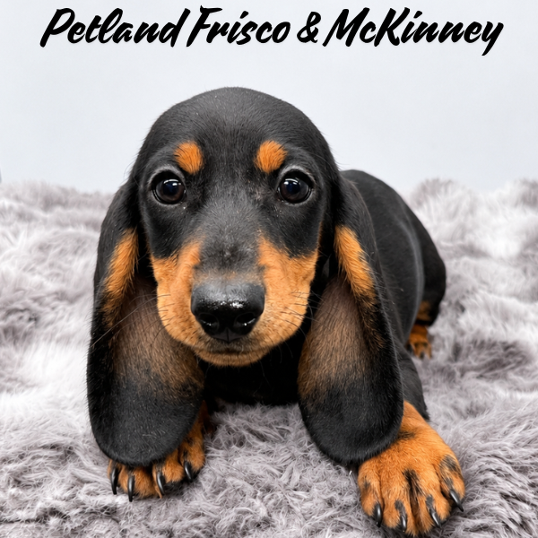 Miniature Dachshund in Plano, TX