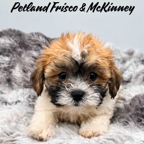 Teddy Bear in Plano, TX