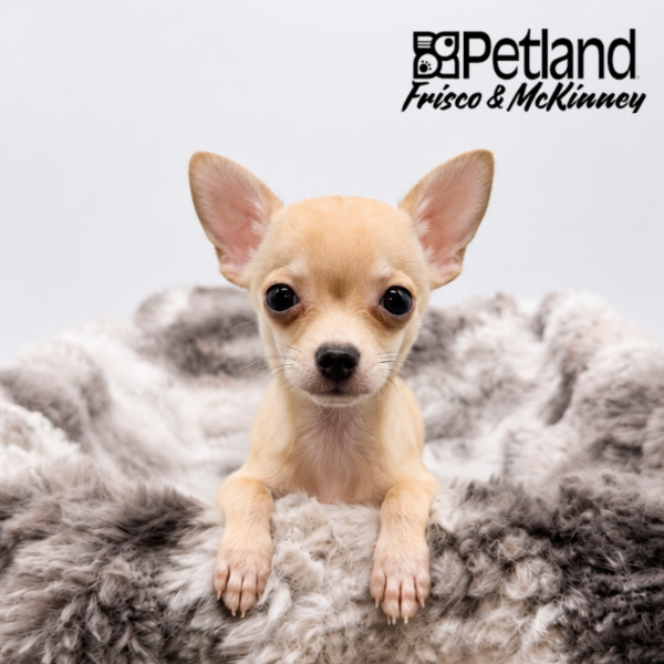 Chihuahua in Allen, TX