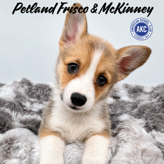 [#N06251] Sable F Pembroke Welsh Corgi Puppies for Sale