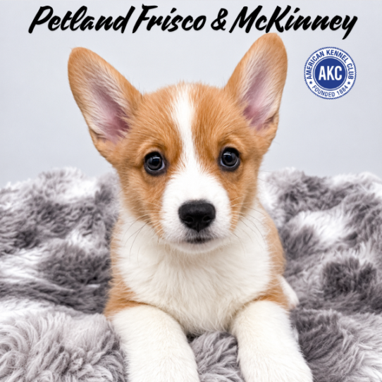 [#N05934] Red M Pembroke Welsh Corgi Puppies for Sale