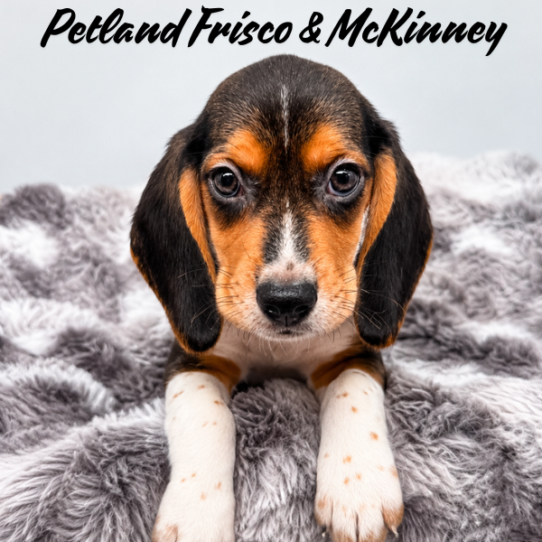[#N05649] Black White and Tan M Beagle Puppies for Sale