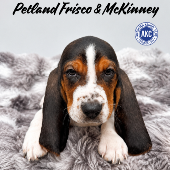 [#N05812] Black White and Tan F Basset Hound Puppies for Sale
