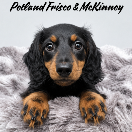 [#N06310] Black and Tan M Dachshund Puppies for Sale
