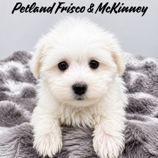 [#N06029] White F Maltese Puppies for Sale