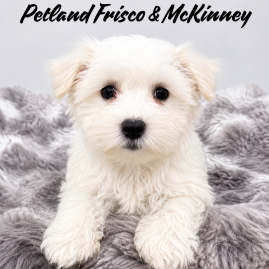 [#N08369] White M Maltese Puppies for Sale