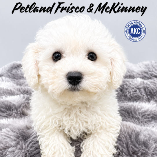 [#N07702] White M Bichon Frise Puppies for Sale