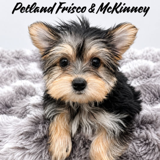 [#N06050] Black and Tan F Morkie Puppies for Sale