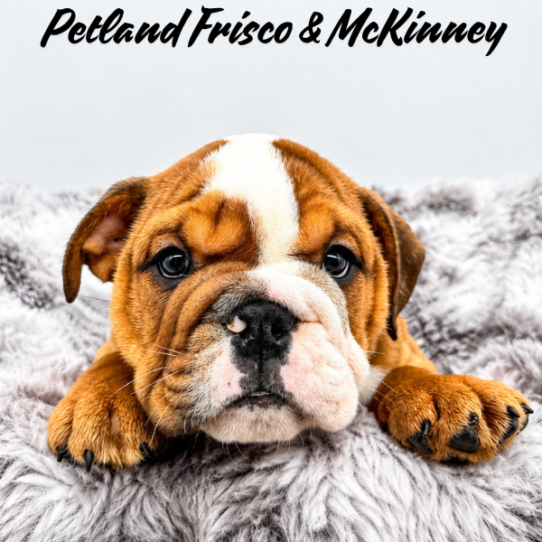 [#26312-04] M Bulldog Puppies for Sale