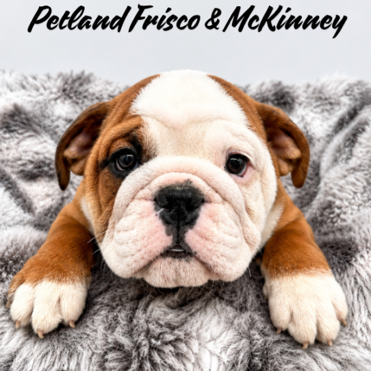[#26312-05] F Bulldog Puppies for Sale