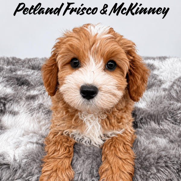 Cavapoo in Plano, TX