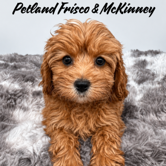 [#26109-05] Red F Cavapoo Puppies for Sale