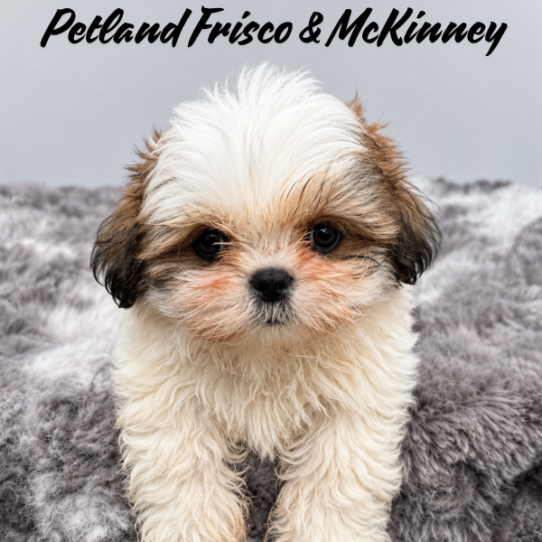 [#26105-01] Gold / White M Shih Tzu Puppies for Sale