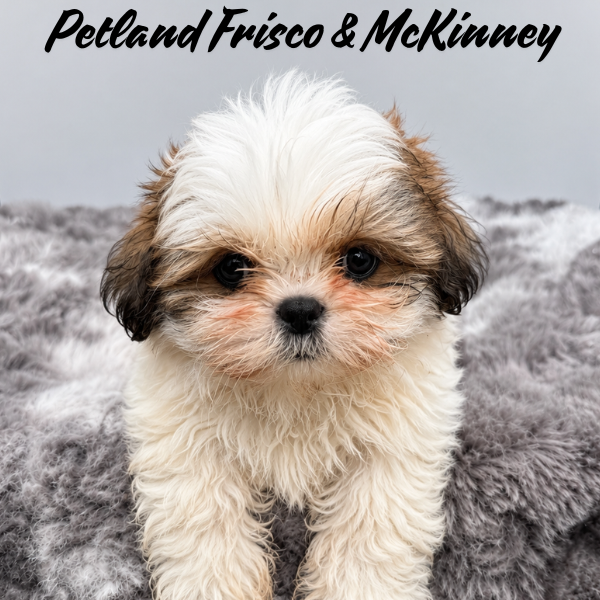 Shih Tzu in Plano, TX