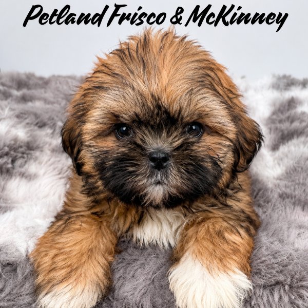 Shih Tzu in Allen, TX