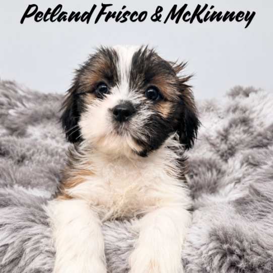 [#N06859] Gold and White F Shih Tzu Puppies for Sale