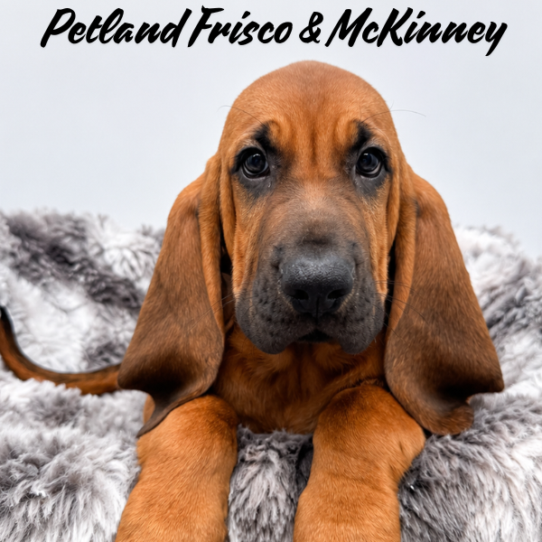 [#26307-01] Red M Bloodhound Puppies for Sale