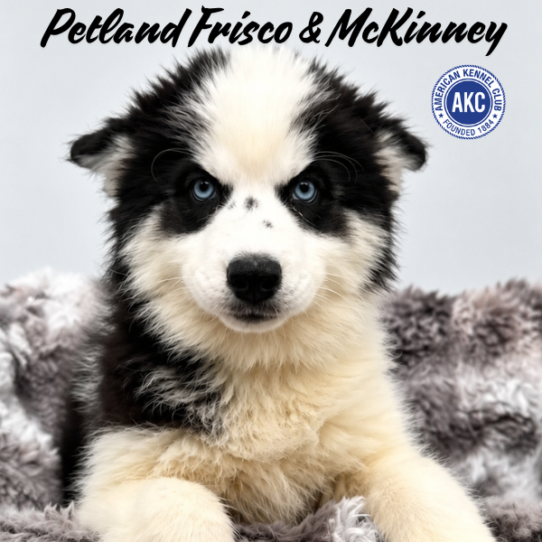 [#N05956] Black and White F Siberian Husky Puppies for Sale