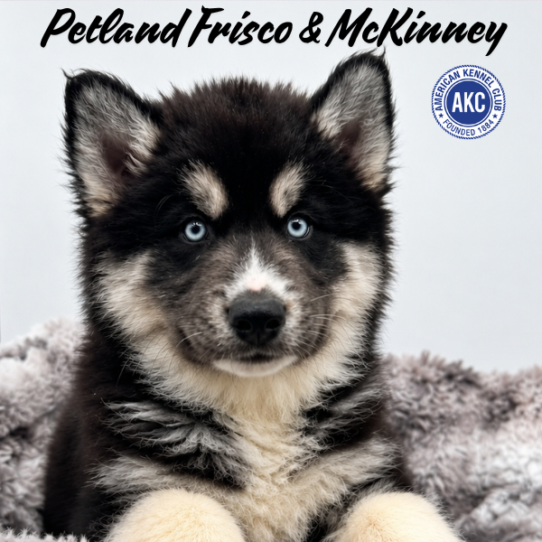 [#N05958] Black Tan and White M Siberian Husky Puppies for Sale